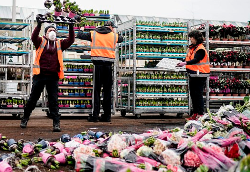 Dutch dump flowers as demand falls because of Coronavirus