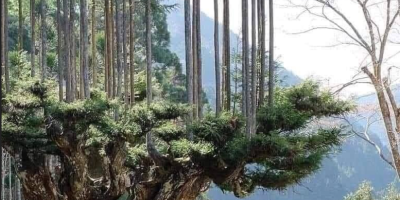 Daisugi traditional tree growing in Japan